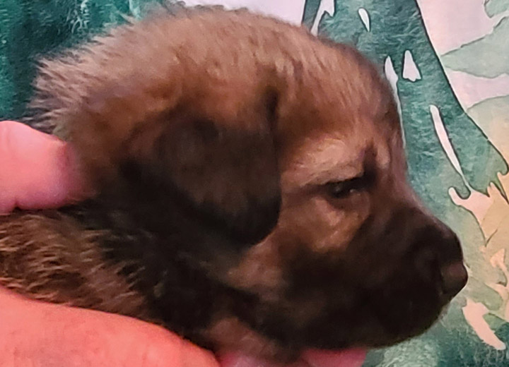 chinook puppy